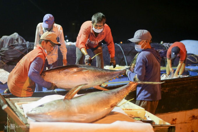 Cá ngừ đại dương được tàu cá Đà Nẵng đánh bắt được. Ảnh: VNExpress