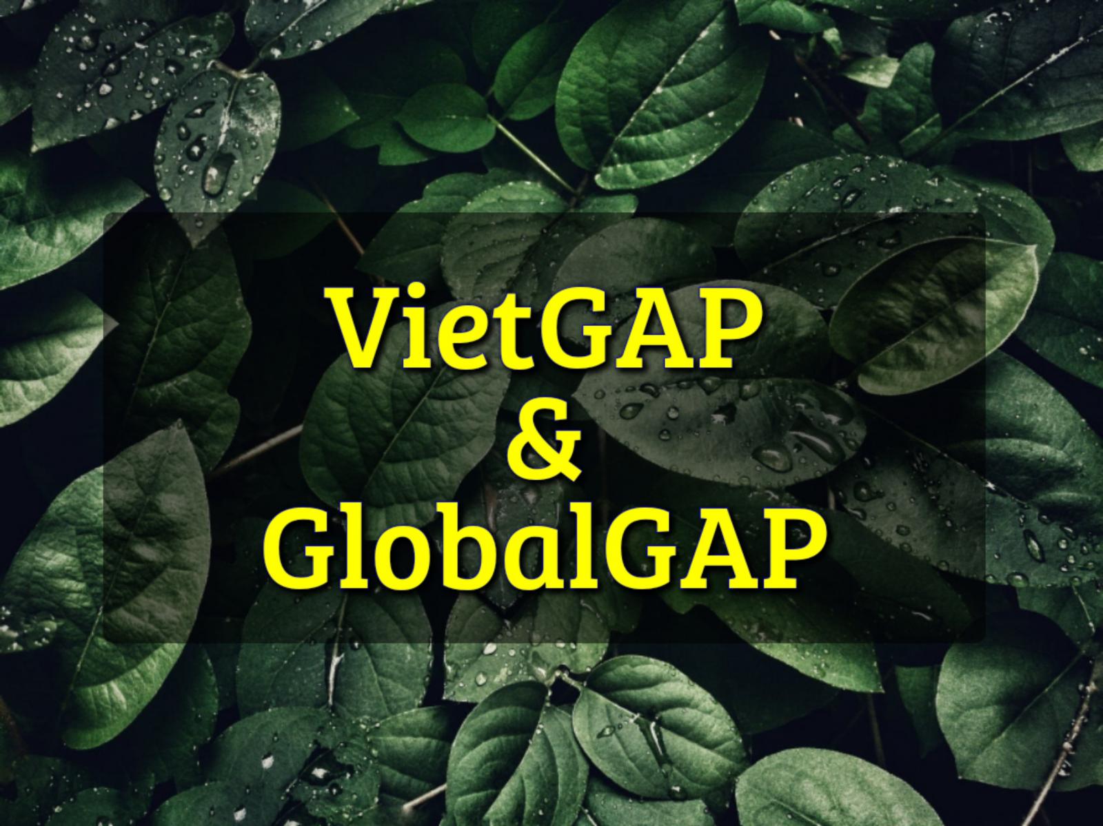 Tiêu chuẩn VietGAP và GlobalGAP 